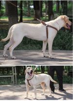 Упряжка, шлейка для собак из натуральной кожи. Плотная тесьма внутри — изображение 5