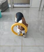 Тренировочный снаряд для всех пород  собак PULLER 29 - 18 , экологический материал EVA — изображение 3