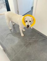 Тренировочный снаряд для всех пород  собак PULLER 29 - 18 , экологический материал EVA — изображение 4