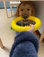 Тренировочный снаряд для всех пород  собак PULLER 29 - 18 , экологический материал EVA — изображение 5